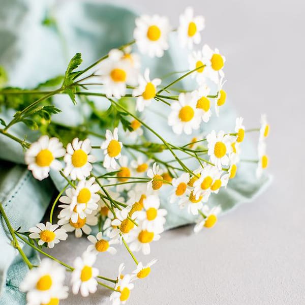 قیمت خرید قرص بابونه آلمانی با فروش عمده